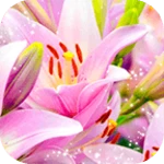 pink lilies theme android application logo